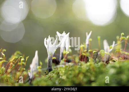 Fungo candeliere (Xylaria ipossylon), corpo fruttifero su legno morto tra muschio, Renania settentrionale-Vestfalia, Germania, Europa Foto Stock