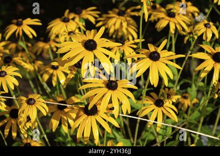 Fiori di ragno giallo brillante in piena fioritura sotto la luce del sole, Bad zwischenahn, bassa sassonia, germania Foto Stock