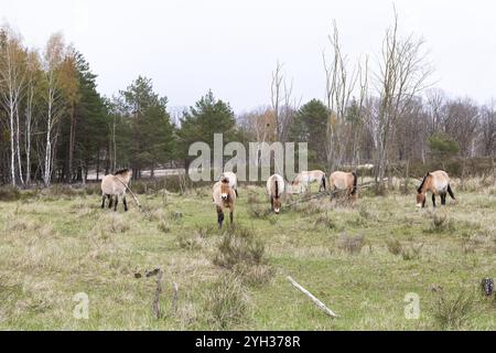 Cavallo di Przewalski (Equus przewalskii), branco in una radura nella foresta, Doeberitzer Heide, Brandeburgo, Germania, Europa Foto Stock