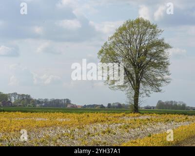 Un albero solitario in un campo con fiori gialli davanti a un cielo nuvoloso, suedlohn, muensterland, germania Foto Stock