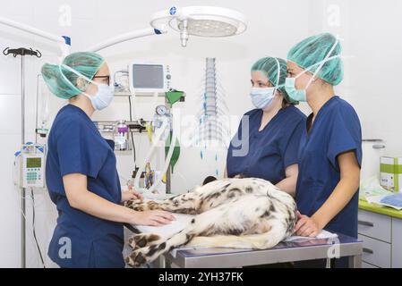 Squadra di veterinari nella sala chirurgica che prepara un cane per la chirurgia Foto Stock