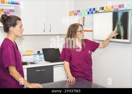 Team di veterinari esaminando un cane x-ray Foto Stock