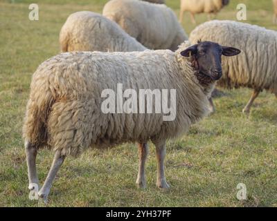 Pecora singola in piedi su un prato verde, weseke, muensterland, germania Foto Stock