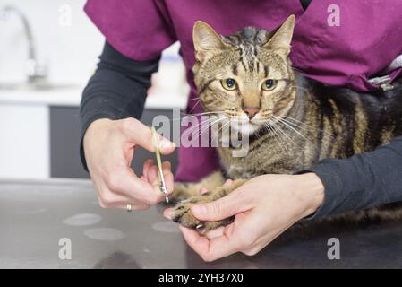 Medico Veterinario di rifilatura dei chiodi di una cute cat Foto Stock