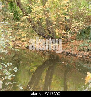 Albero che sovrasta un fiume lento Foto Stock