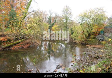Tronco di alberi muschiati caduti sulla riva di un fiume a Matlock, Derbyshire, Regno Unito Foto Stock