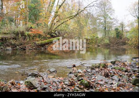 Tronco di alberi muschiati caduti sulla riva di un fiume a Matlock, Derbyshire, Regno Unito Foto Stock