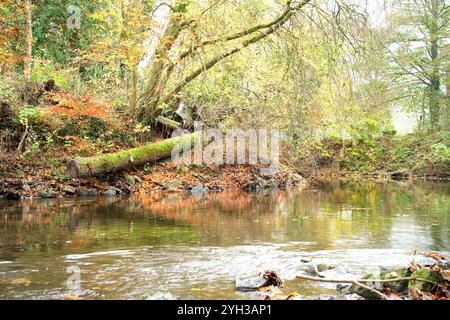 Tronco di alberi muschiati caduti sulla riva di un fiume a Matlock, Derbyshire, Regno Unito Foto Stock