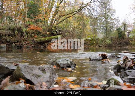 Tronco di alberi muschiati caduti sulla riva di un fiume a Matlock, Derbyshire, Regno Unito Foto Stock
