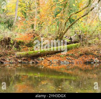 Tronco di alberi muschiati caduti sulla riva di un fiume a Matlock, Derbyshire, Regno Unito Foto Stock