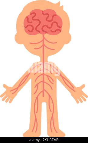 Illustrazione medica che mostra il sistema nervoso che collega il cervello al resto del corpo, promuovendo la comprensione delle vie neurologiche e la funzione nervosa Illustrazione Vettoriale