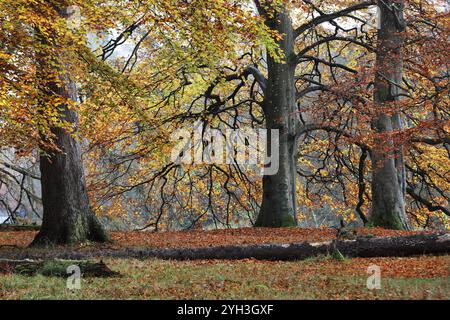 Faggi colorati (Fagus sylvatica) in un bosco misto in autunno, North Pennines, Teesdale, County Durham, Regno Unito Foto Stock