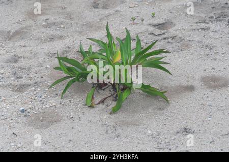 Una pianta isolata di canna d'oro sul mare, Solidago sempervirens, che cresce su una spiaggia sabbiosa sulla Long Island di New york. Foto Stock