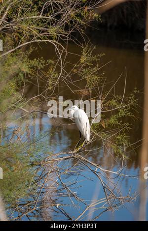 Bellissimo ritratto di una piccola egretta nella regione francese della camargue che pesca sul lato dell'acqua, scattata con messa a fuoco selettiva, hobby ornitolo Foto Stock