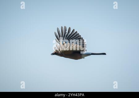 Rottweil, Germania. 9 novembre 2024. Un jay vola nel cielo blu al sole. Crediti: Silas Stein/dpa/Alamy Live News Foto Stock