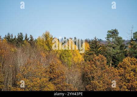 Rottweil, Germania. 9 novembre 2024. Il sole splende sullo stagno di Linsenbergweiher vicino a Rottweil. Gli alberi sono di colore brillante. Crediti: Silas Stein/dpa/Alamy Live News Foto Stock