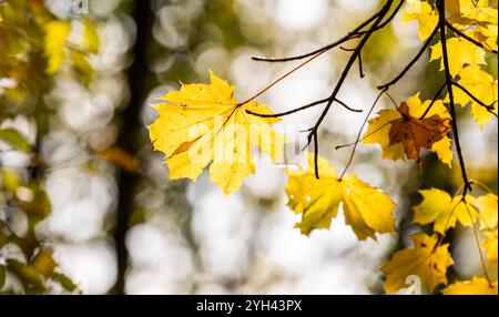 Rottweil, Germania. 9 novembre 2024. Le foglie degli alberi brillano giallastro alla luce del sole. Crediti: Silas Stein/dpa/Alamy Live News Foto Stock