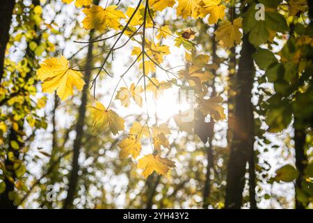 Rottweil, Germania. 9 novembre 2024. Le foglie degli alberi brillano giallastro alla luce del sole. Crediti: Silas Stein/dpa/Alamy Live News Foto Stock