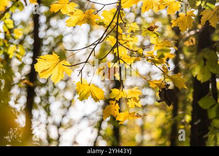 Rottweil, Germania. 9 novembre 2024. Le foglie degli alberi brillano giallastro alla luce del sole. Crediti: Silas Stein/dpa/Alamy Live News Foto Stock