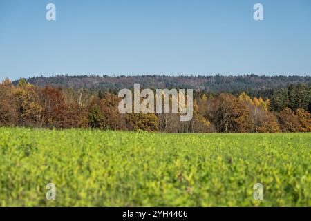 Rottweil, Germania. 9 novembre 2024. Il sole splende sullo stagno di Linsenbergweiher vicino a Rottweil. Gli alberi sono di colore brillante. Crediti: Silas Stein/dpa/Alamy Live News Foto Stock