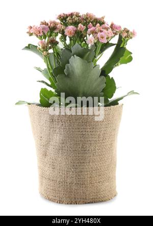 Bellissimo fiore rosa di calanchi in vaso isolato su bianco Foto Stock