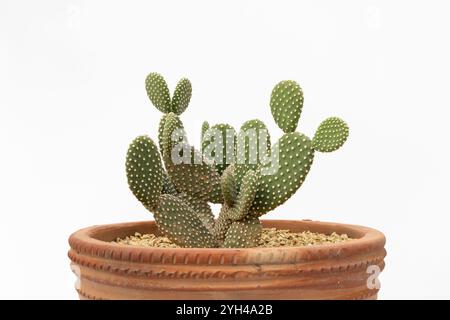 Primo piano di Opuntia microdasys Cactus in Rustic Clay Pot su sfondo bianco Foto Stock