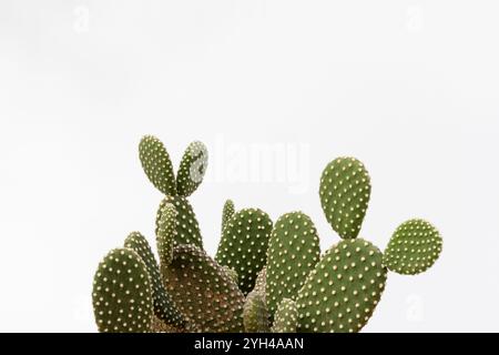 Primo piano minimalista di Opuntia microdasys Cactus su sfondo bianco con spazio copia Foto Stock