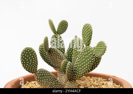 White Bunny Ears Cactus su sfondo bianco isolato con spazio di copia Foto Stock