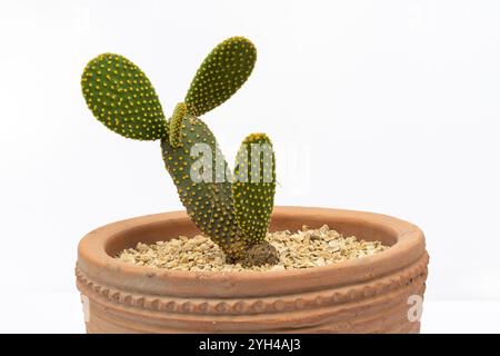 Primo piano di Bunny Ears Cactus in Terracotta Pot isolato su sfondo bianco Foto Stock