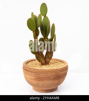 Opuntia microdasys Cactus con spine arancioni in una pentola di terracotta isolata su sfondo bianco Foto Stock