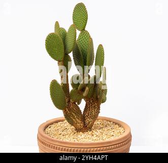 Opuntia microdasys o Bunny Ears cactus rosso in vaso di argilla su sfondo bianco Foto Stock