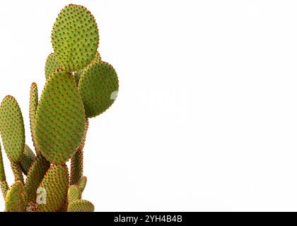 Cactus Opuntia con spine arancioni su sfondo bianco con spazio copia Foto Stock