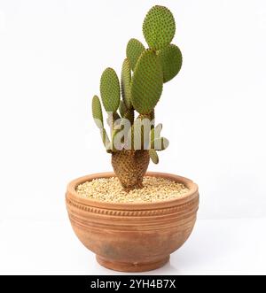 Orange Bunny Ears cactus Opuntia microdasys pianta in un vaso di argilla su sfondo bianco isolato Foto Stock