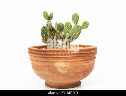 Opuntia microdasys Cactus in Clay Pot con sfondo isolato bianco Foto Stock