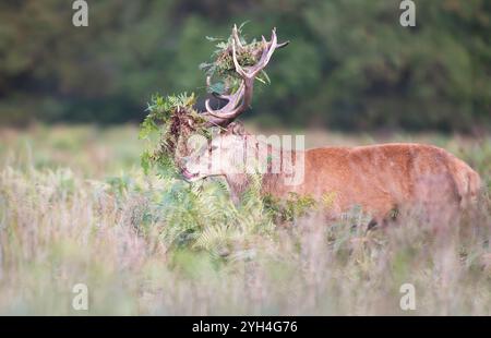 Cervo rosso dominante che cammina con il bracken sulle corna durante il rut in autunno, Regno Unito. Foto Stock