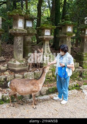 Dai da mangiare ai cervi sika, al santuario Kasuga-taisha, a Nara, Giappone Foto Stock