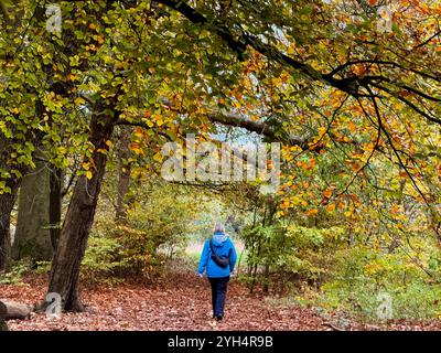 Donna in blu che cammina tra gli alberi autunnali vicino a Rivington, Chorley, Lancashire Regno Unito Foto Stock