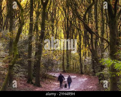 Due persone camminano con il cane attraverso gli alberi autunnali a Rivington, vicino a Chorley, Lancashire, Regno Unito Foto Stock