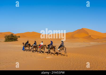 Turisti che vivono la corsa in cammello nel deserto del Sahara in Marocco, Africa. Foto Stock