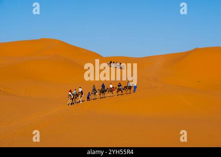 Turisti che vivono la corsa in cammello nel deserto del Sahara in Marocco, Africa. Foto Stock