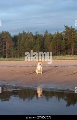 Il cane Red shiba inu è seduto sulla spiaggia del Mar Baltico durante il tramonto Foto Stock