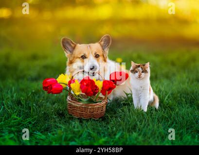 cane amico peloso con bouquet di tulipani e simpatico gattino seduto su un prato verde e soleggiato Foto Stock