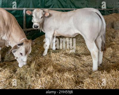 Vitello giovane della razza Piemontese denominata Fassona per l'alta qualità della carne. Vitello su un letto di paglia Foto Stock