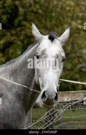 Ritratto di un cavallo pallido. la faccia, del cavallo, da vicino Foto Stock