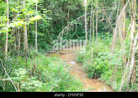 Tipico paesaggio selvaggio brasiliano della foresta tropicale allagata Foto Stock