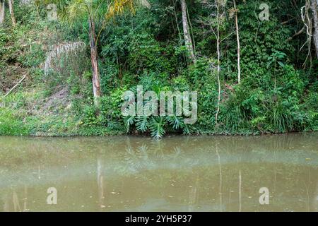 Tipico paesaggio selvaggio brasiliano della foresta tropicale allagata Foto Stock