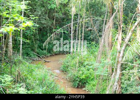 Tipico paesaggio selvaggio brasiliano della foresta tropicale allagata Foto Stock