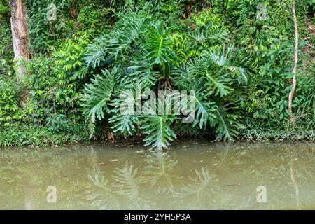 Tipico paesaggio selvaggio brasiliano della foresta tropicale allagata Foto Stock