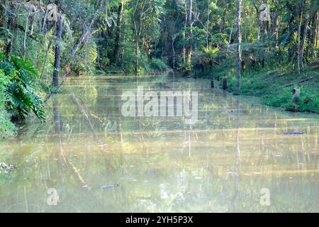 Tipico paesaggio selvaggio brasiliano della foresta tropicale allagata Foto Stock