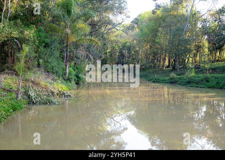 Tipico paesaggio selvaggio brasiliano della foresta tropicale allagata Foto Stock